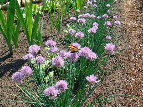 oignon ciboulette en fleur