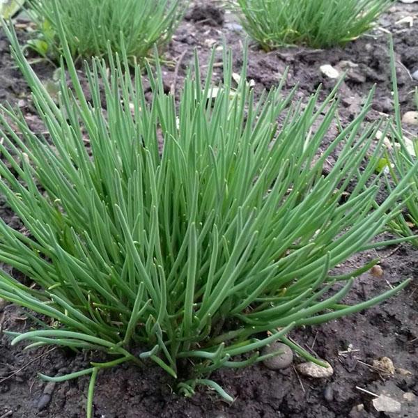 buisson d'oignon ciboulette