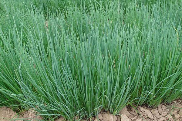 faire pousser de la ciboulette à partir de graines