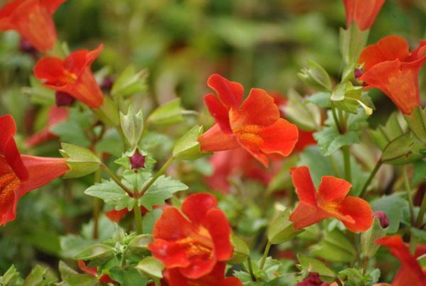 décoration de parterre de fleurs mimulus