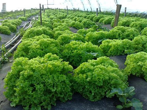 Invernadero para el cultivo de perejil.