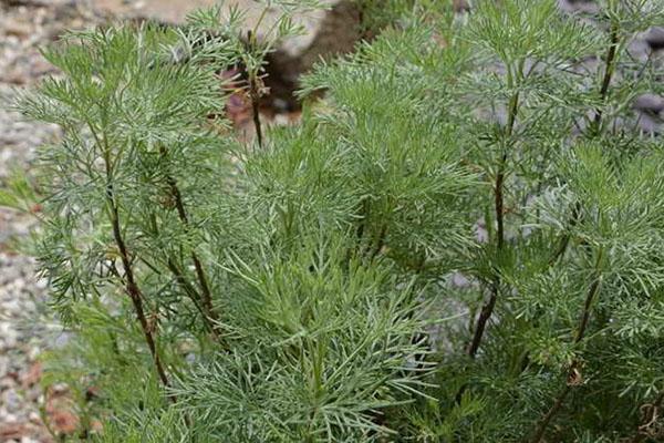 nuances de la croissance de l'arbre de Dieu de l'absinthe