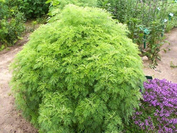 arbre dieu de l'absinthe en croissance