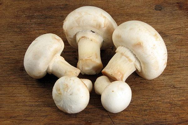 champignons utiles