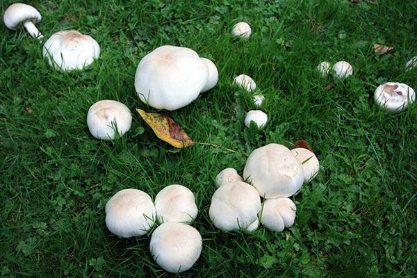 champignons dans des lits ouverts