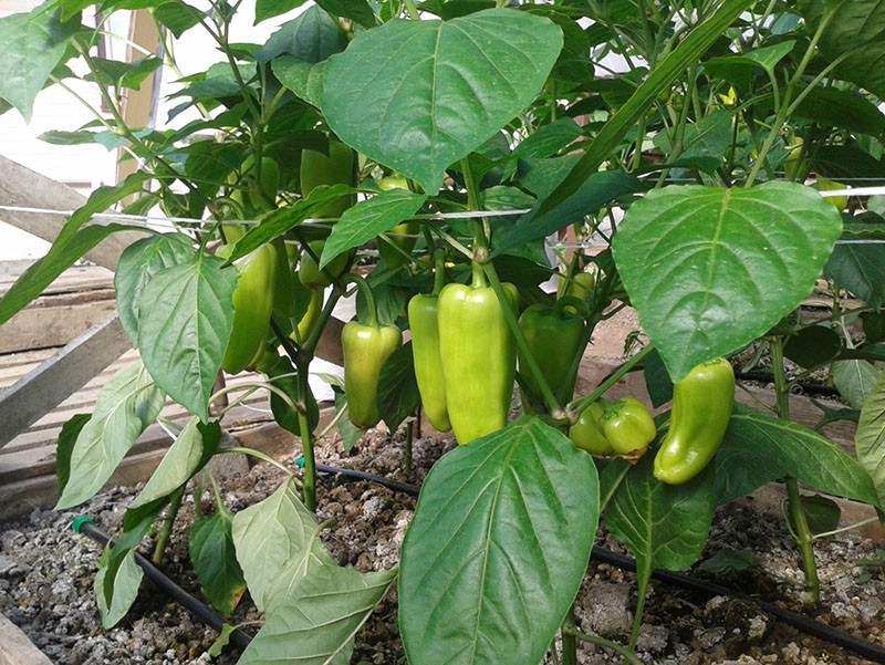 cultivo de pimientos dulces en invernadero