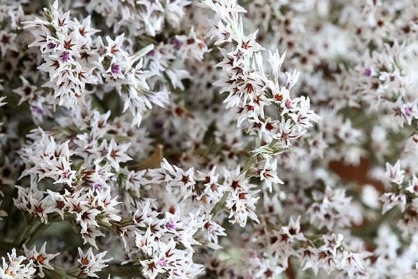 la floraison luxuriante de la statice allemande