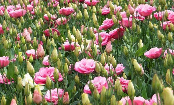 lisianthus florece en el jardín