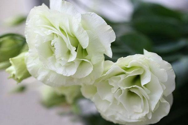 delicado lisianthus