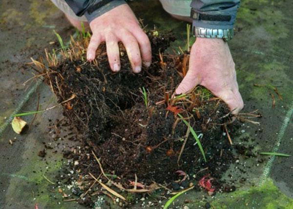 creuser des bulbes de crocosmia pour l'hiver