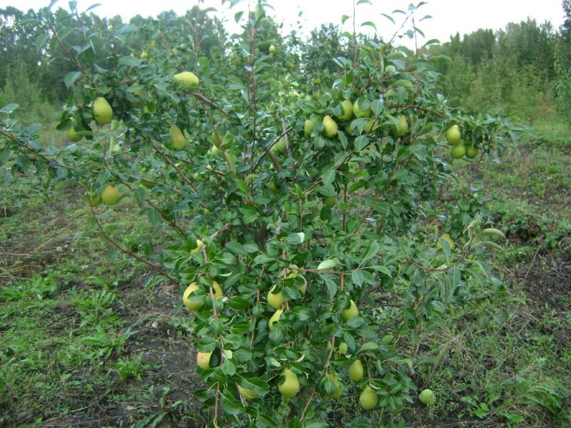 variedad de pera de otoño annushka