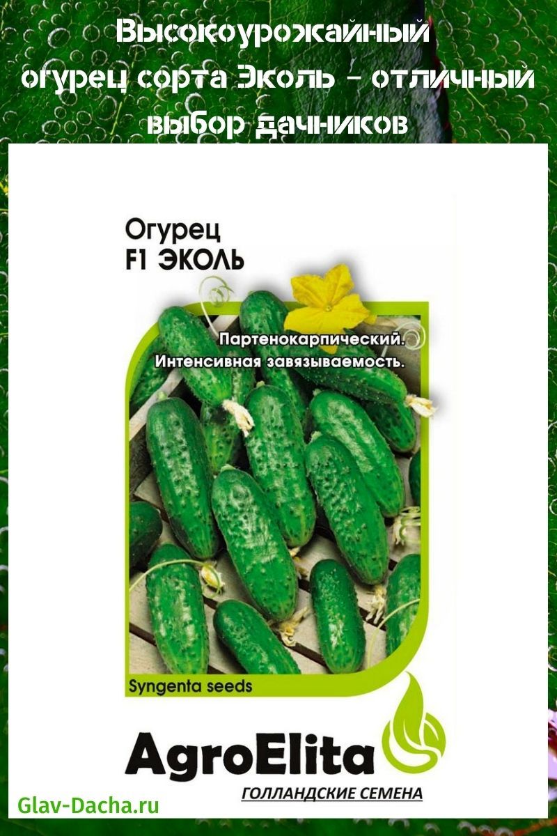 pepino ecol