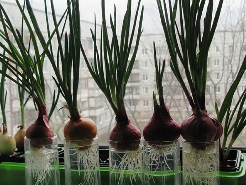 Cultivo de cebollas en una pluma en casa en agua.