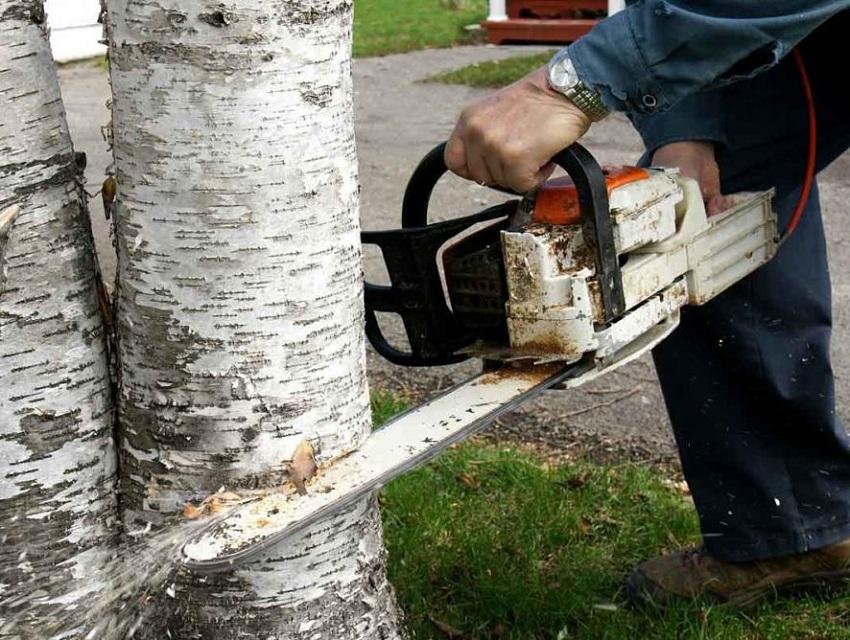 Les résidents d'été abattent des arbres