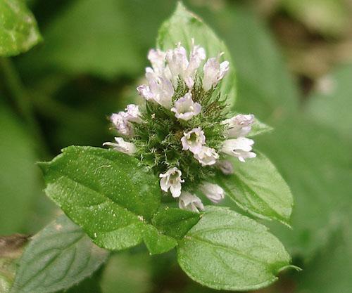 La menthe poivrée a des propriétés étonnantes