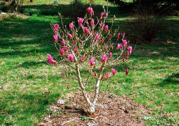 planter du magnolia