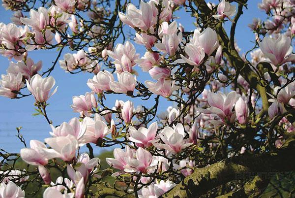 fleurs de magnolia sulange