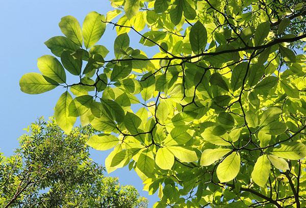 feuilles de magnolia sulange