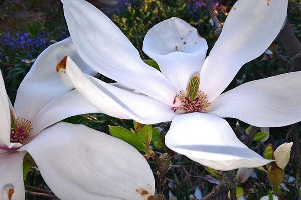 fleurs de magnolia blanc