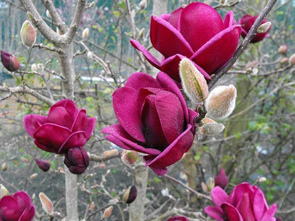 fleurs de magnolia violet