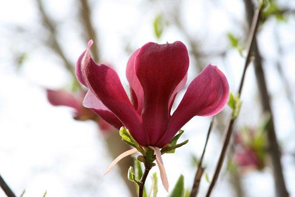 fleurs de magnolia rouge