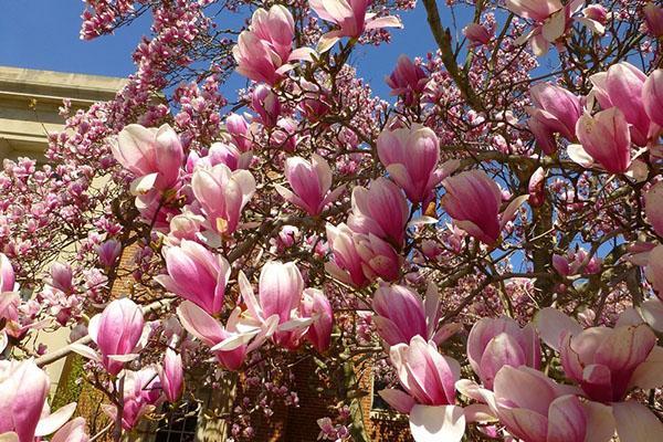 magnifique magnolia