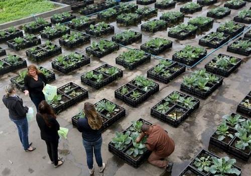 huerta en cajas