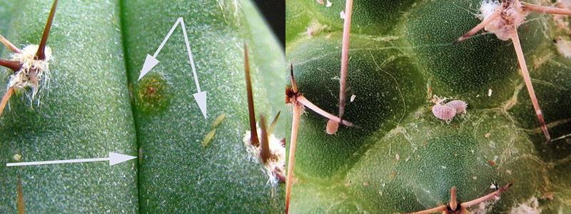 thrips sur cactus