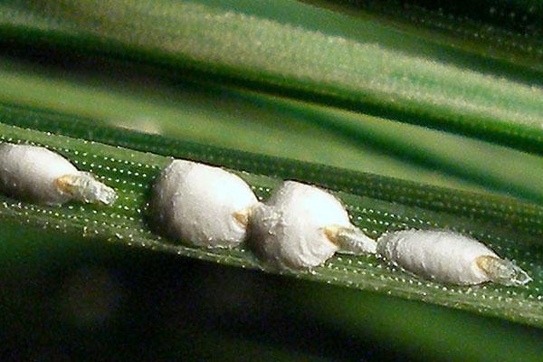 échelle fusiforme de pin