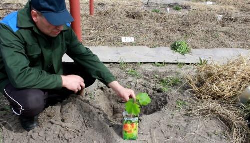 planter des raisins