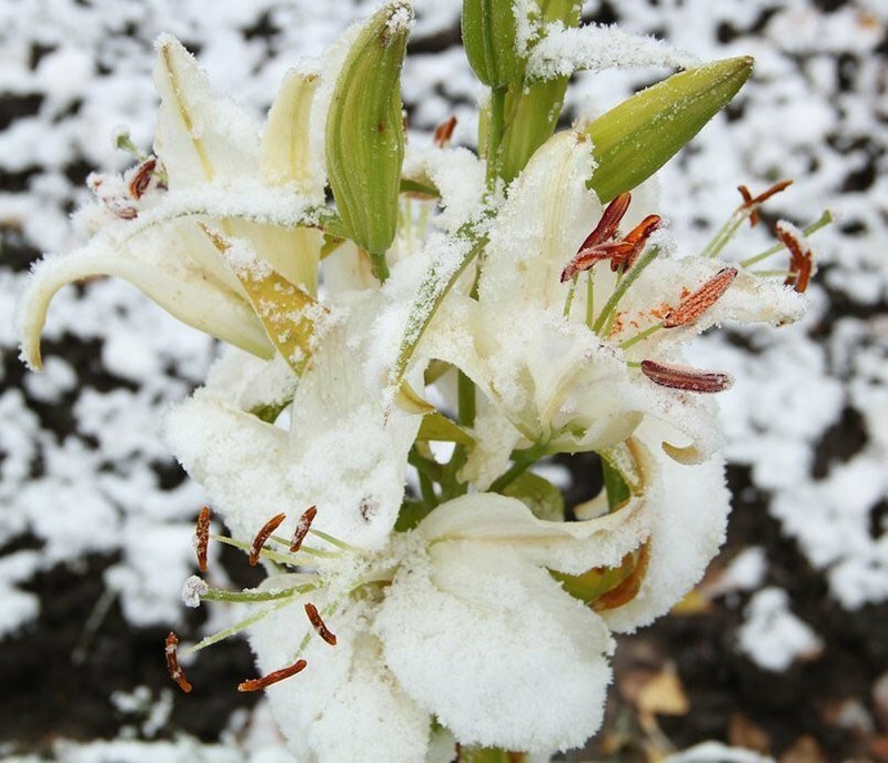 lys sous la première neige