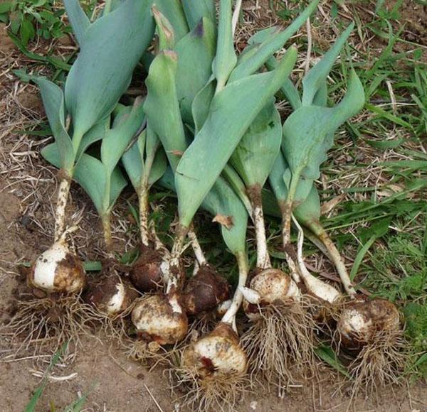 tulipes creusées trop tôt