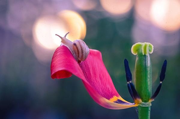 les tulipes se fanent