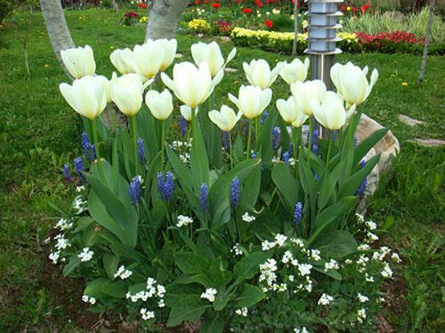 les tulipes fleurissent dans le jardin