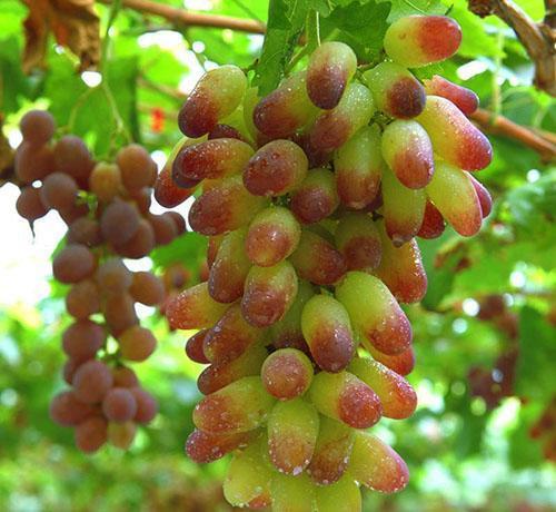 Raisins de table longue conservation