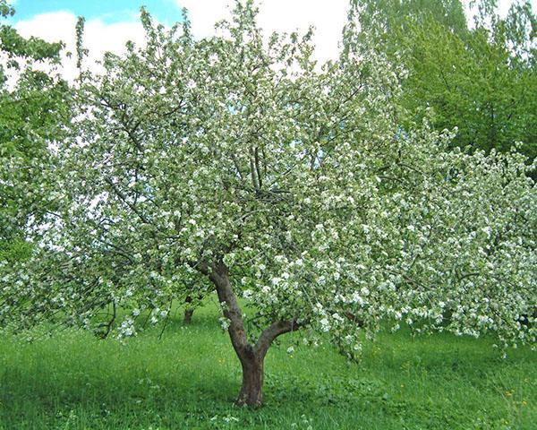 flores de manzano