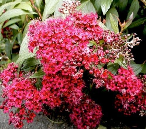 inflorescencias de spirea