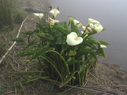 zantedeschia en la naturaleza