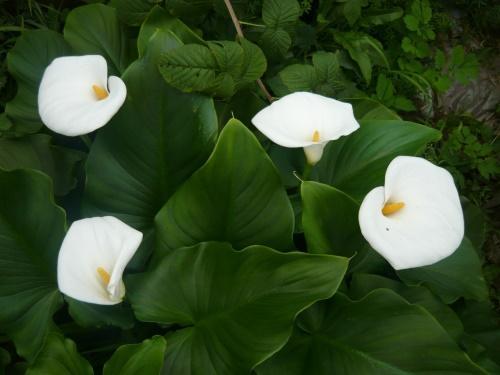 zantedeschia etíope