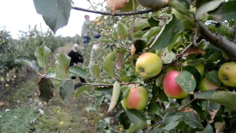 héroe de las manzanas