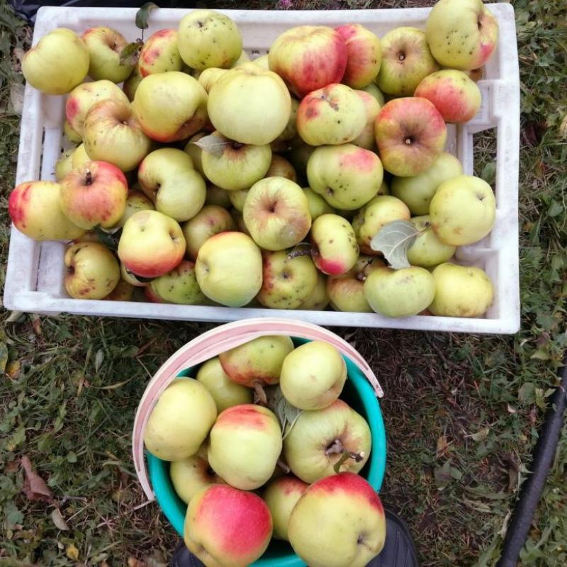 variedad de manzana bogatyr foto y descripción pros y contras