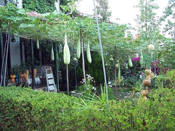 diferentes tipos de lagenaria en el jardín.