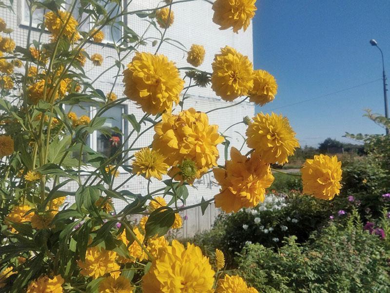 grands buissons de rudbeckia