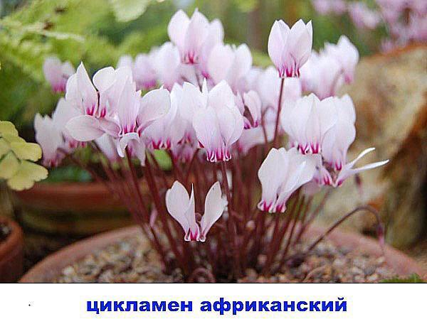 cyclamen africain