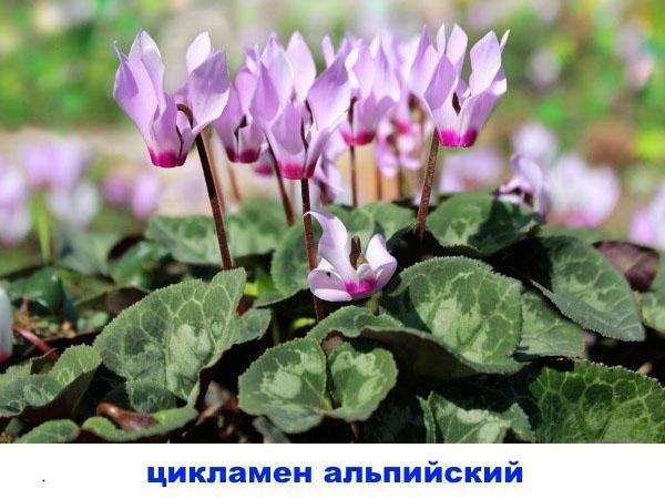 cyclamen alpin