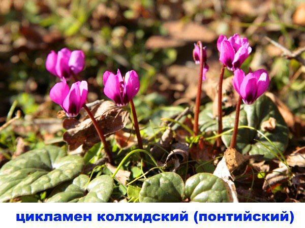 Colchide cyclamen