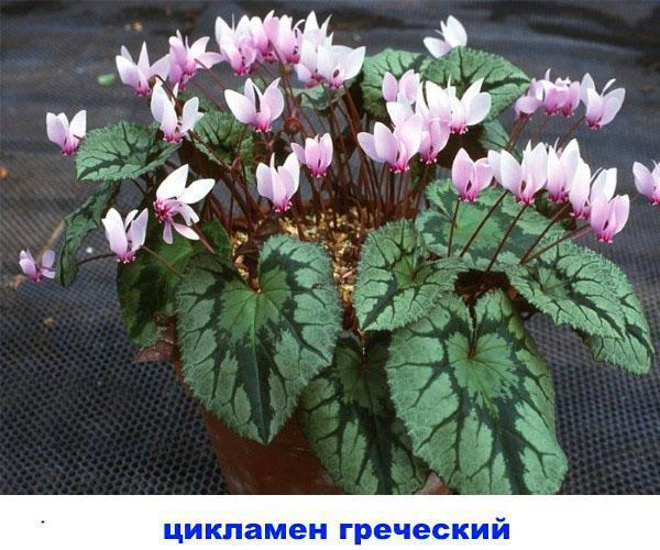 cyclamen grec