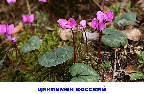 cyclamen kosky