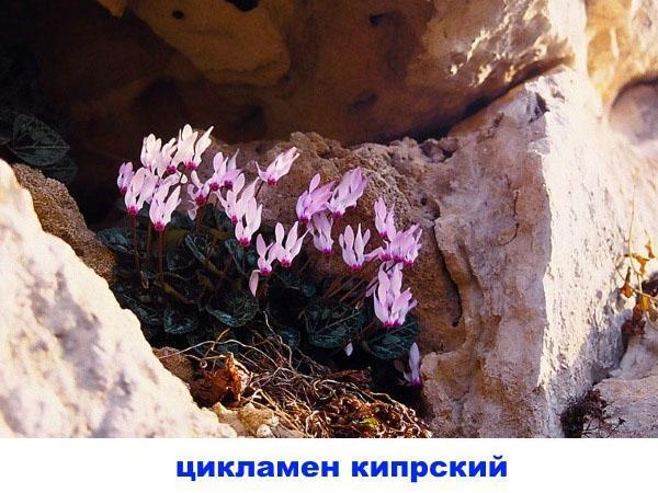 cyclamen chypriote