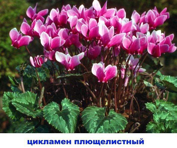 lierre cyclamen